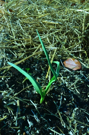 Happy garlic sprouts!